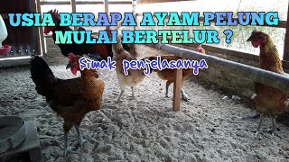 Download lagu USIA AYAM PELUNG MULAI BERTELUR mp3