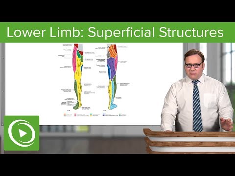 Lower Limb: Superficial Structures & Cutaneous Innervations – Anatomy | Lecturio