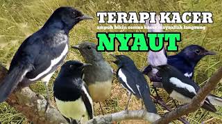 Download lagu kacer gacor NGEPLONG tarung ini paling ampuh buat PANCINGAN KACER agar EMOSI mp3 Download lagu kacer gacor NGEPLONG tarung ini paling ampuh buat PANCINGAN KACER agar EMOSI mp3