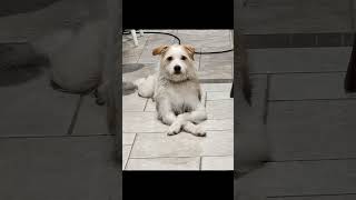 Video preview image #1 - Mix Puppy For Sale in Menifee, CA, USA