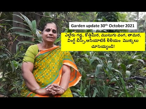 Garden update 30th October 2021 (yelleru gadda,egg plant,dhaniya/kottimeera/cilantro, lotus etc.,)