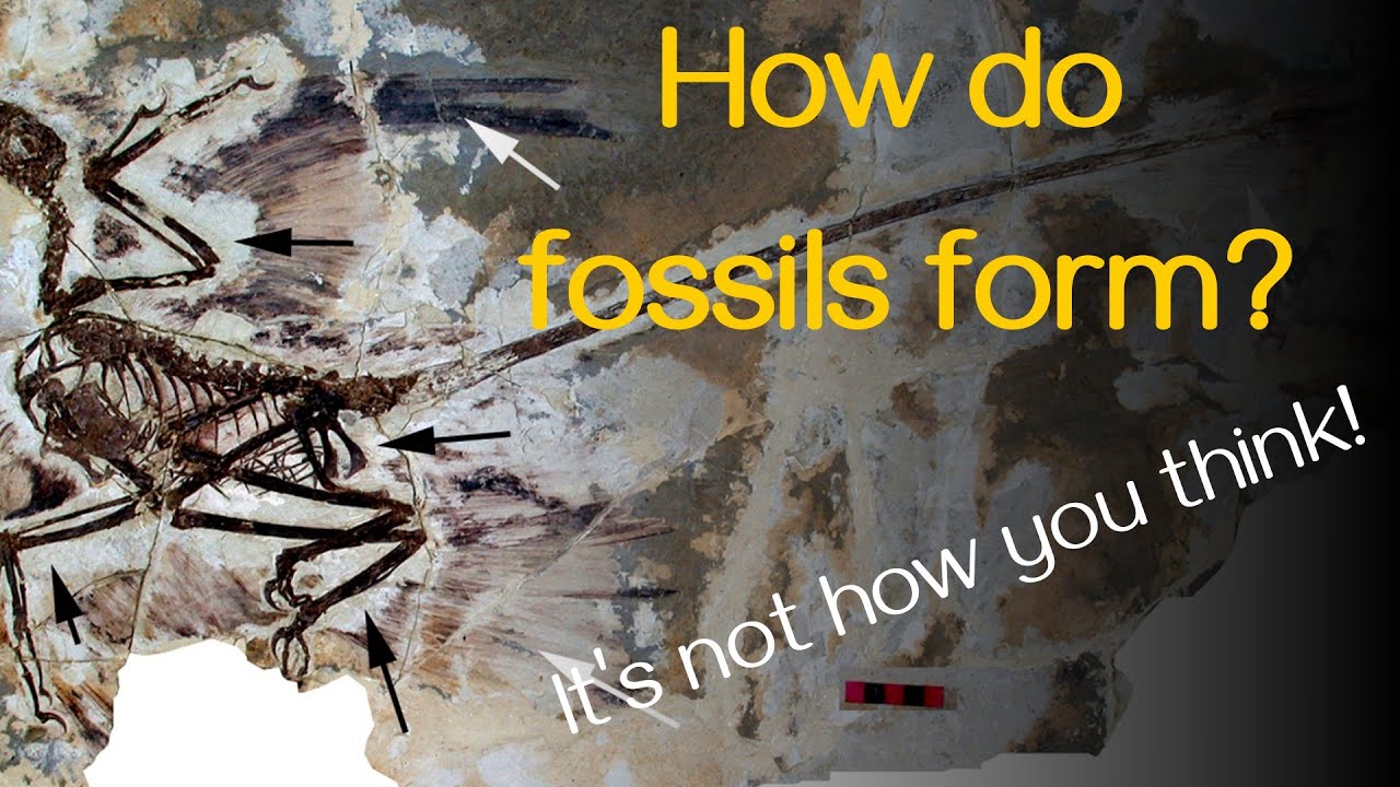 Palaeontologists Explain: How do fossils form?