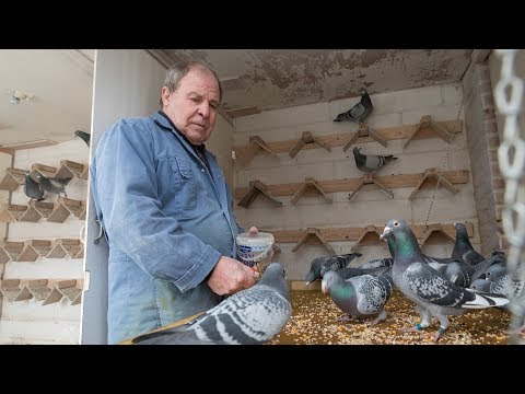 WHZB/TBOTB 2017 Winners - 1st ZLU martahon Mathieu Cox,  Stein (with English & German subtitles)