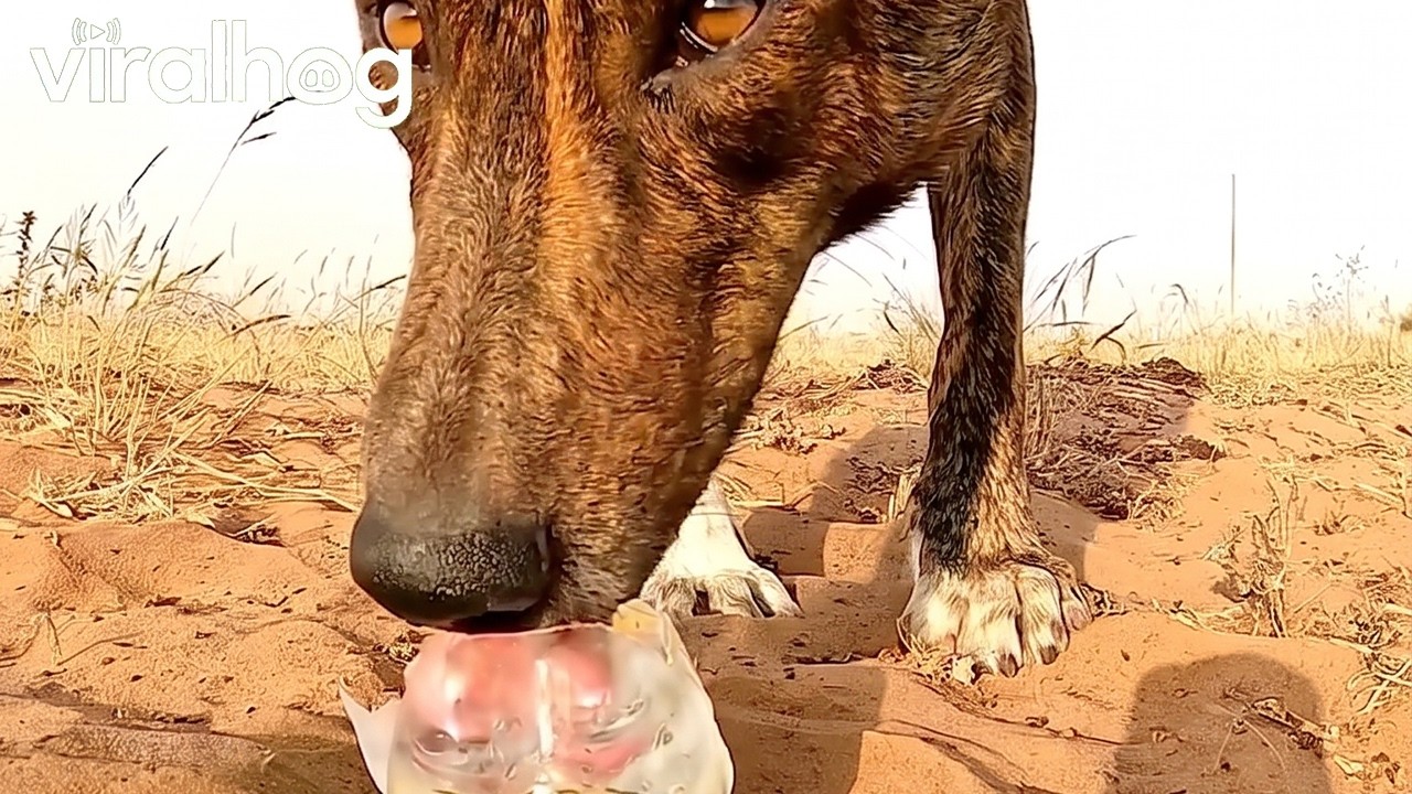 Thirsty Desert Dog Gets a Helping Hand || ViralHog
