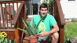 How to Grow Aloe - a Complete Growing Guide