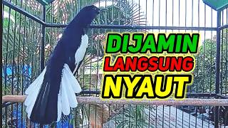 Download lagu suara burung kacer gacor memanggil lawan ampuh buat pancingan mp3 Download lagu suara burung kacer gacor memanggil lawan ampuh buat pancingan mp3