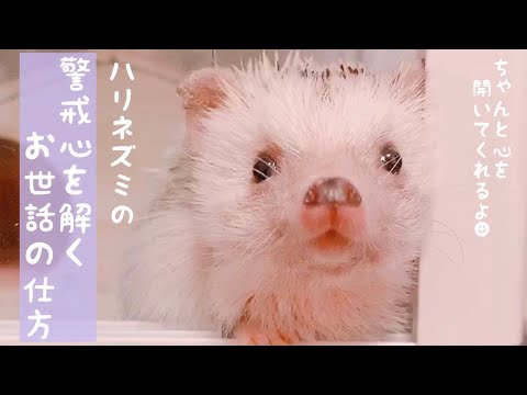 秋にハリネズミを引き付け、庭にいるときにハリネズミを保護するにはどうすればよいですか？  庭園