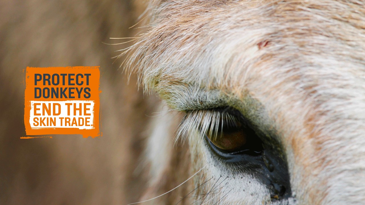Why are millions of donkeys being killed?