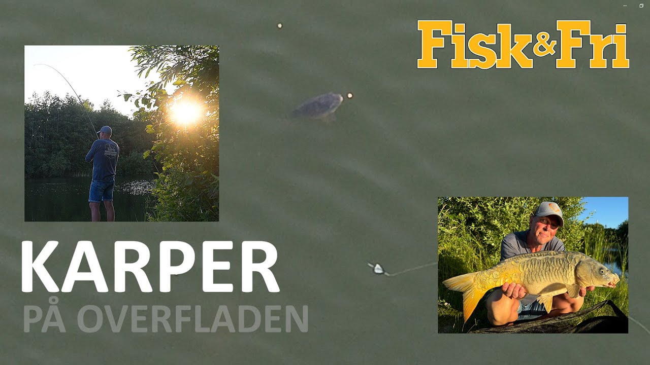 NY VIDEO: KARPER PÅ OVERFLADEN I ROSKILDE FISKELAND