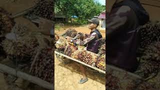 Download lagu ojek sawit ,muatan mengerikan mp3 Download lagu ojek sawit ,muatan mengerikan mp3