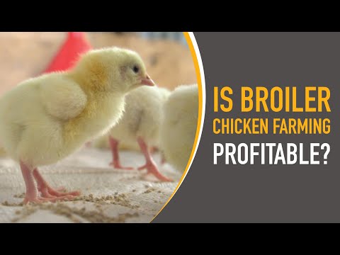 Is Potato Farming Profitable