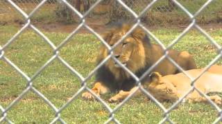 preview picture of video '2011 02 16 Nairobi Zoo'