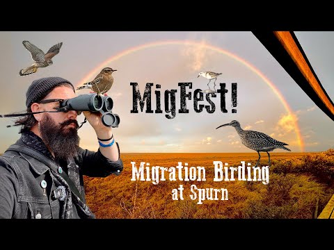 MigFest! Vogelbeobachtung bei Spurn