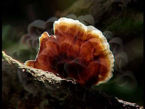 藤枝国家森林レクリエーションエリア 