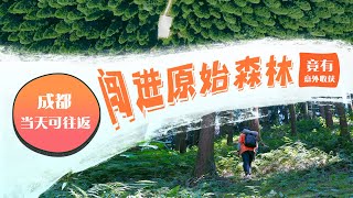 花一天从成都往返原始森林、偶遇成都最破的寺庙、还能游泳和野餐