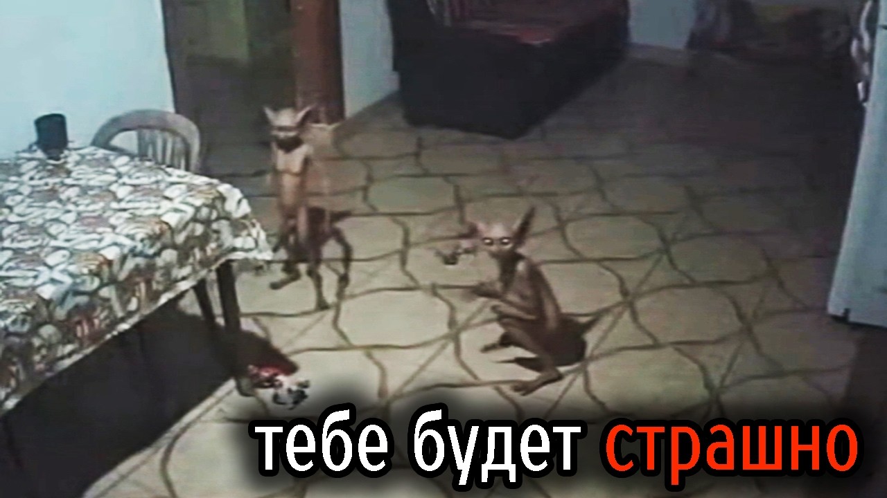 Самые Ужасные Видео со Всего Мира #83