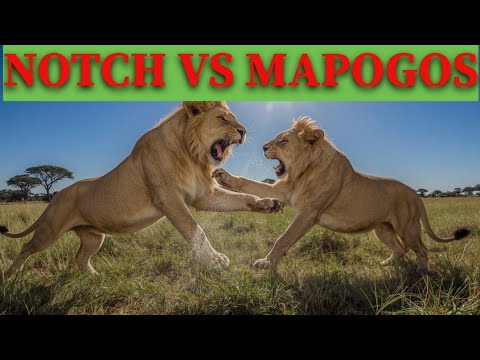 NOTCH VS MAPOGOS : THE ULTIMATE LION SHOWDOWN 