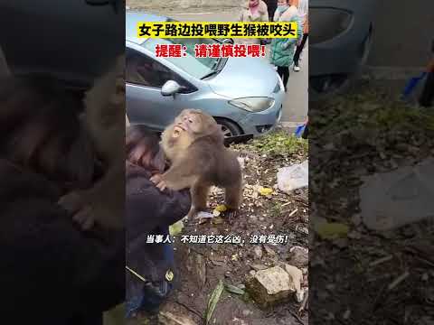 猴子打人