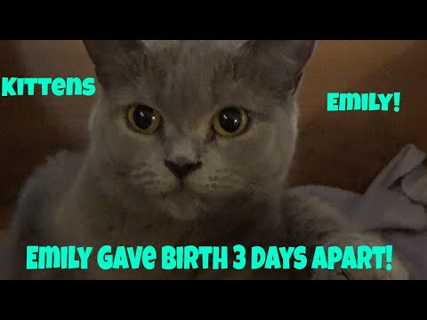 My Cat Had Kittens 3 Days Apart! 😻
