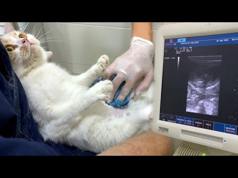 Pregnant cat 5 days before giving birth. We do an ultrasound