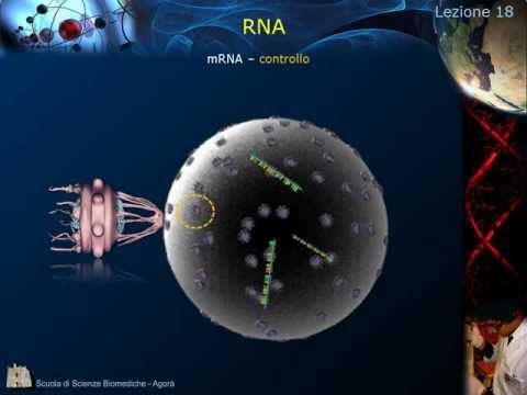 Citologia - Lezione 18: RNA pt. 1