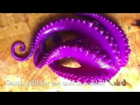 Red cabbage octopus