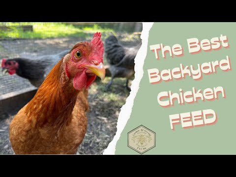 How to Feed Your Chickens: The Ultimate Guide featuring Roosty's
