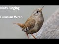 Birds Singing - Eurasian Wren - Sounds of Nature