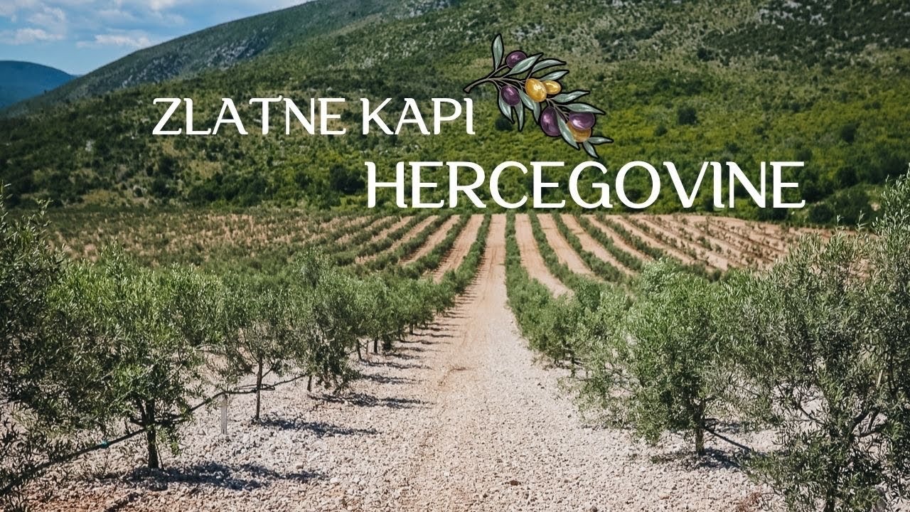 Povijesni trenutak za hercegovačke maslinare | Bljesak