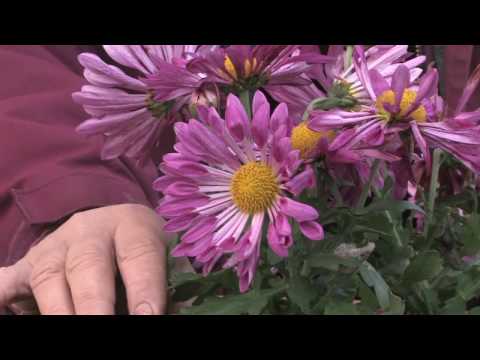 Gardening tips - how to grow annual chrysanthemum