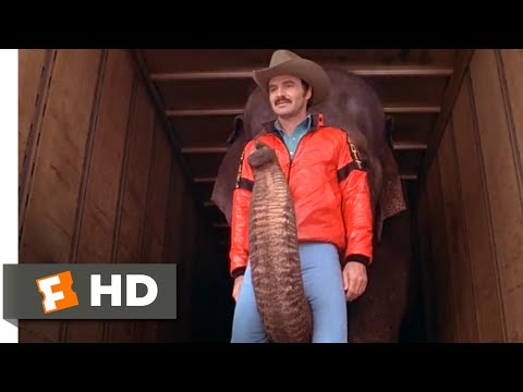 Smokey and the Bandit II (1980) - That's An Elephant! Scene (1/10) | Movieclips