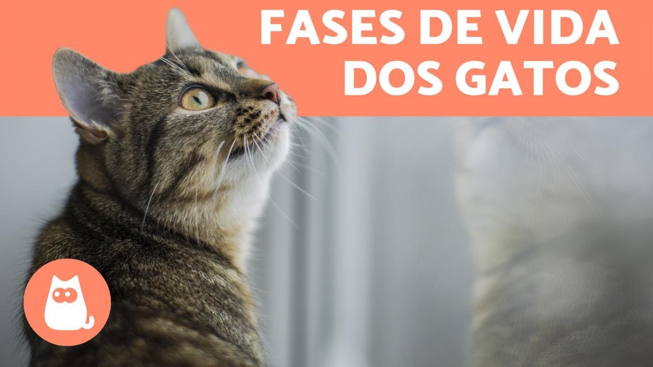 Até quando um gato é filhote? Com que idade ele para de crescer?