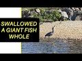 Blue Heron Swallows GIANT Fish Whole
