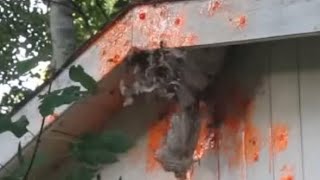 Wasp Nest VS Paintball Gun
