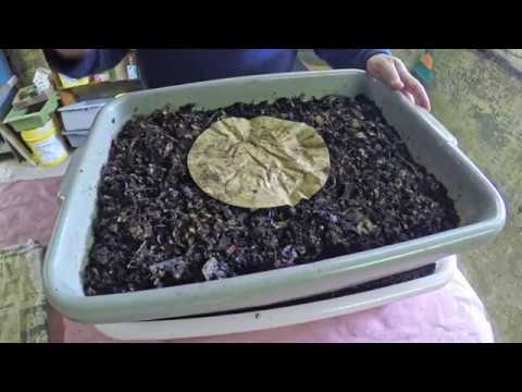 Check in at day-51, day-53, day-61, day-108 & day-133