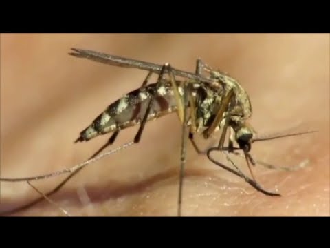 NY Suffolk County Mosquitos Test Positive For the West Nile Virus