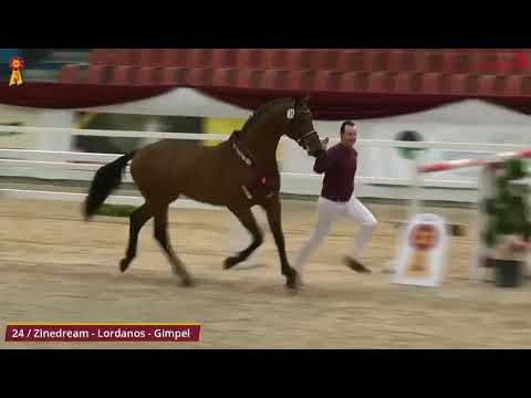 Zinelord  VDL (Zinedream x Lordanos)