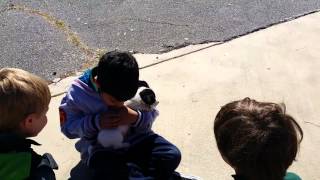 Jack Russell Terrier, Puppies, For, Sale, In, Knoxville,  Tennessee, Nashville, TN, Smith