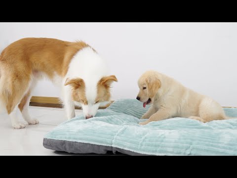 How Does A Border Collie React When He Wants to Occupy A Golden Retriever Puppy's Bed
