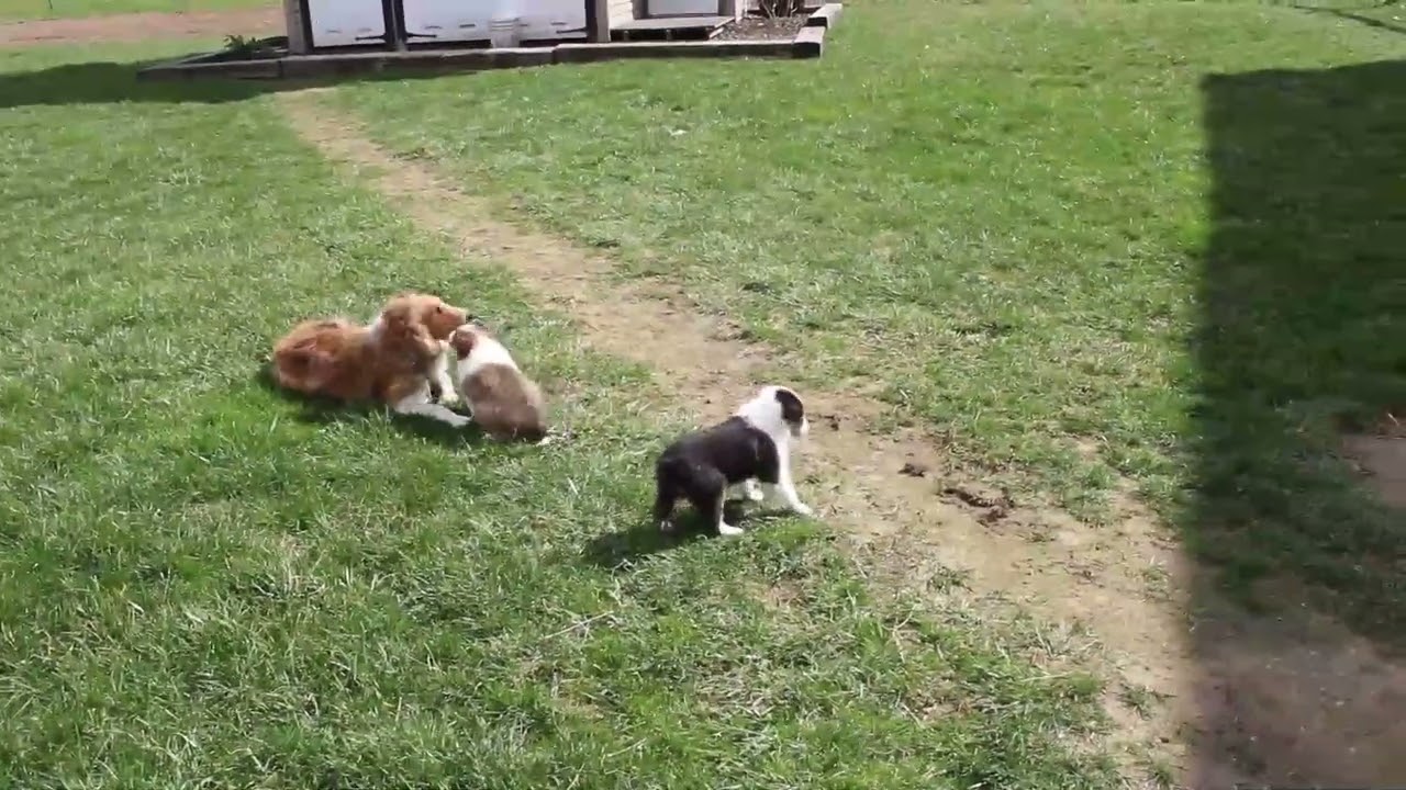 Shetland Sheepdog Puppies For Sale