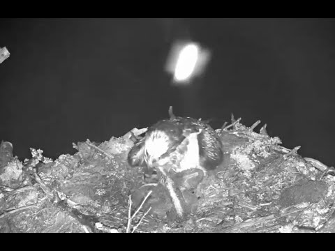 Bugs and rain: the Loch Arkaig Osprey nest at midnight on a wet night 16 Jun 2020