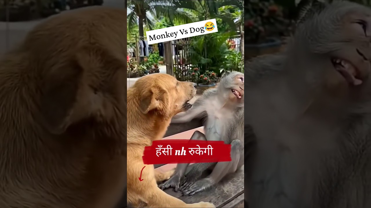 Dog funny video Bandar funny video kutta funny video dog vs monkey funny video😂
