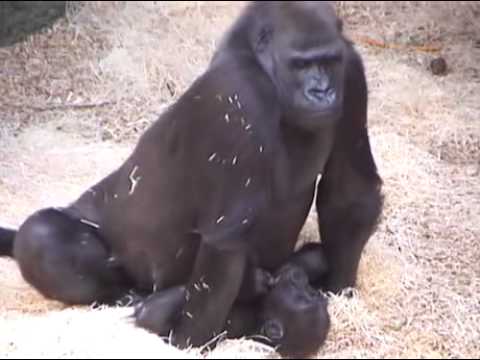 08.06.2010 - Shinda "dominuje"