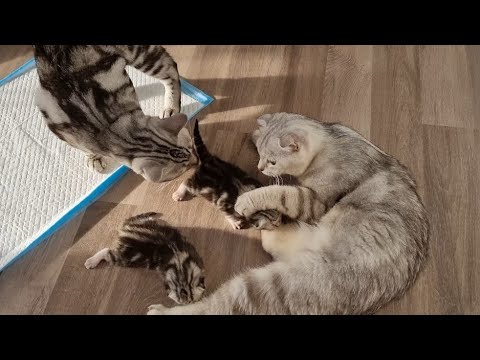 Cat father help his wife take care of their babies kittens 😸