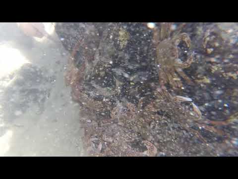 Crabs in rockpool... Ahipara