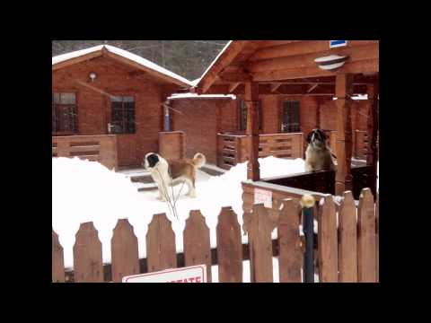 Durau 2015 Alpin by Nicu Andrey