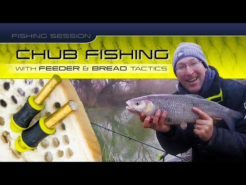 Fishing Session: Chub Fishing With Feeder And Bread Tactics