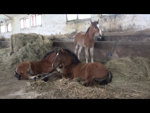 In vizita la herghelia Beclean   Beclean, Bistrita Nasaud - 2021 Nou!!!