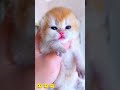 cute kitten : help me 🥲🥲🥲