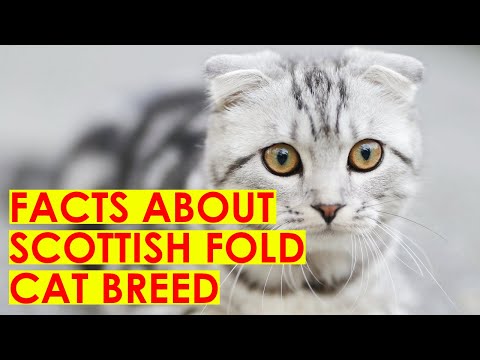 Scottish Fold Cat breed-10 facts you should know